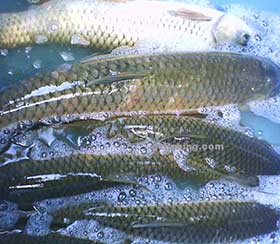 湖北胖头鱼厂家 湖北胖头鱼厂家