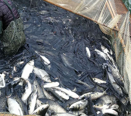 湖北胖头鱼厂家 湖北胖头鱼厂家