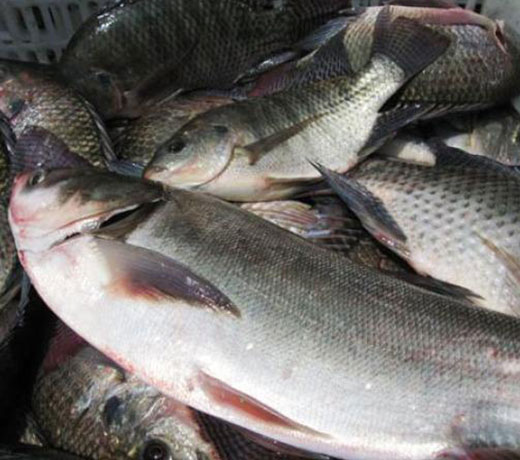 湖北水产公司 湖北水产公司