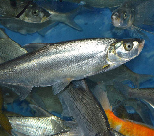 怎么进行钓刁子鱼? 湖北胖头鱼批发厂家