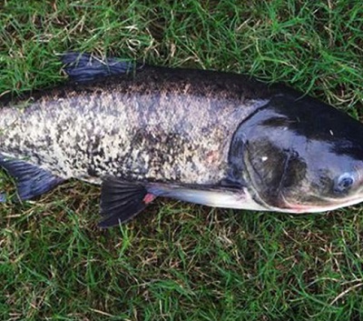 花鲢鱼的简单介绍! 湖北水产公司